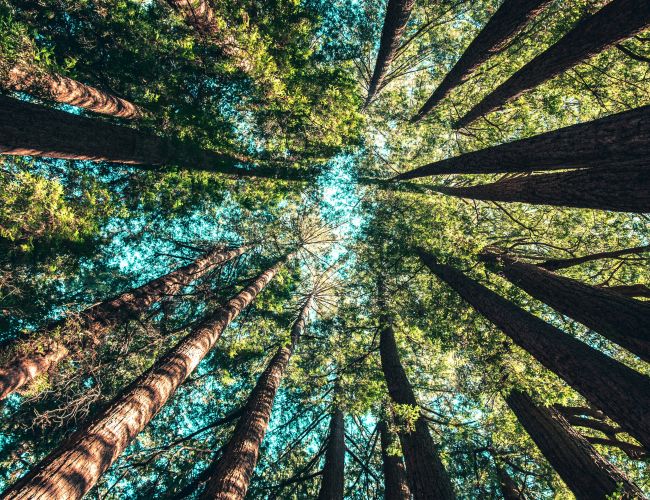 Upward view of tall trees in a dense forest, with sunlight filtering through the green canopy and a bright blue sky in the background.